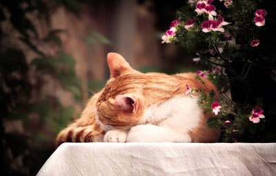 橙色斑猫躺在粉红色花瓣的花边